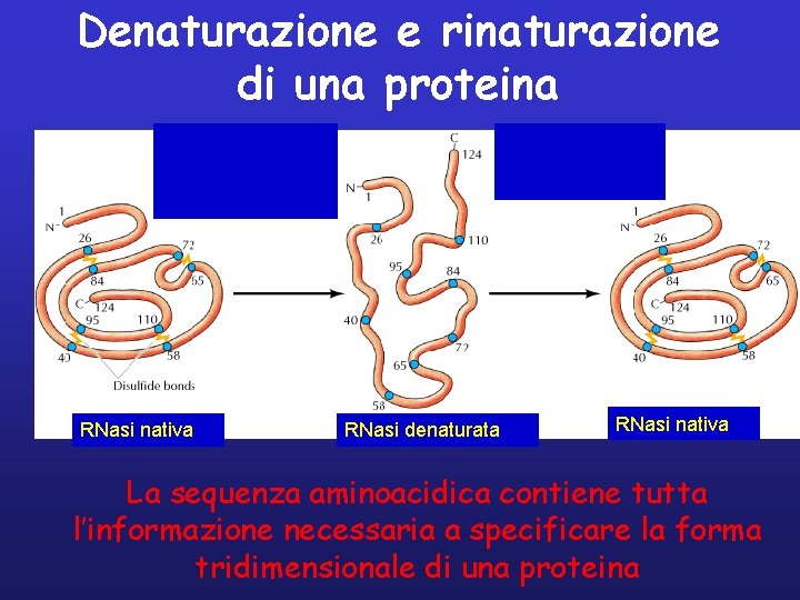 Denaturazione e rinaturazione di una proteina RNasi nativa RNasi denaturata RNasi nativa La sequenza