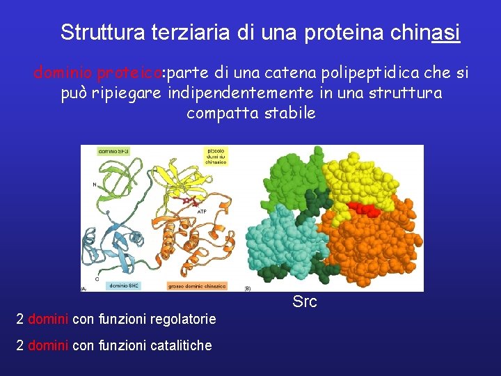 Struttura terziaria di una proteina chinasi dominio proteico: parte di una catena polipeptidica che