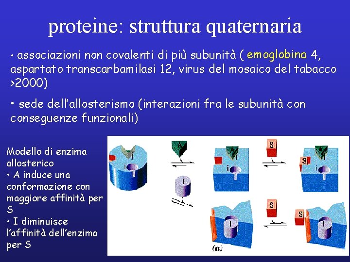 proteine: struttura quaternaria • associazioni non covalenti di più subunità ( emoglobina 4, aspartato