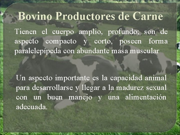 Bovino Productores de Carne Tienen el cuerpo amplio, profundo; son de aspecto compacto y Bovino Productores de Carne Tienen el cuerpo amplio, profundo; son de aspecto compacto y