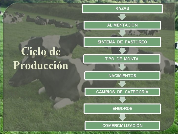 RAZAS ALIMENTACIÓN SISTEMA DE PASTOREO Ciclo de Producción TIPO DE MONTA NACIMIENTOS CAMBIOS DE RAZAS ALIMENTACIÓN SISTEMA DE PASTOREO Ciclo de Producción TIPO DE MONTA NACIMIENTOS CAMBIOS DE
