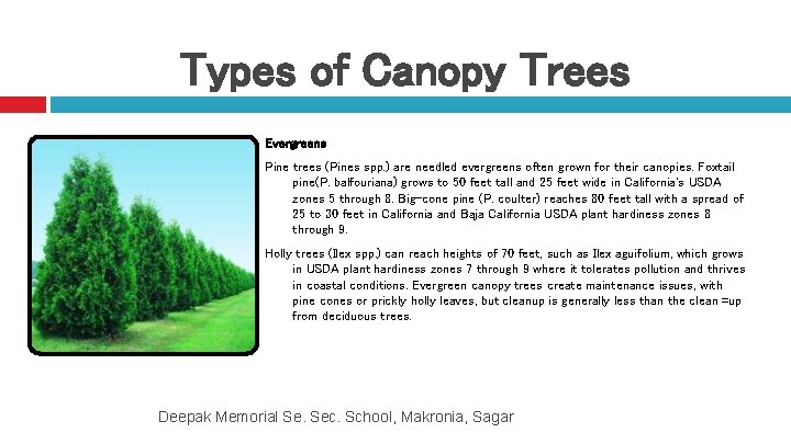 Types of Canopy Trees Evergreens Pine trees (Pines spp. ) are needled evergreens often