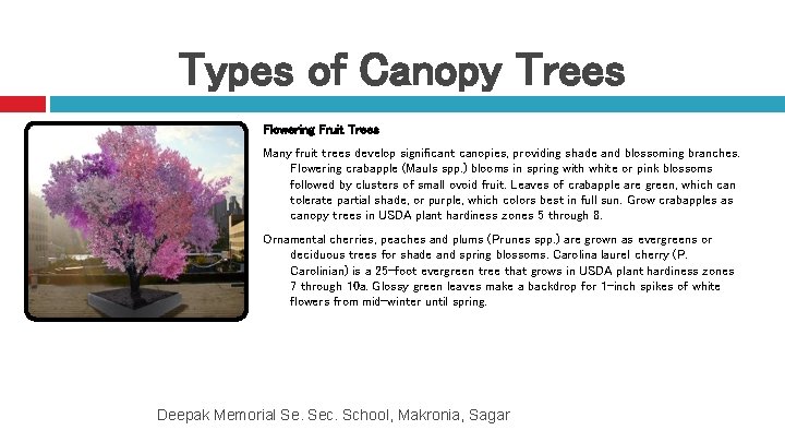 Types of Canopy Trees Flowering Fruit Trees Many fruit trees develop significant canopies, providing