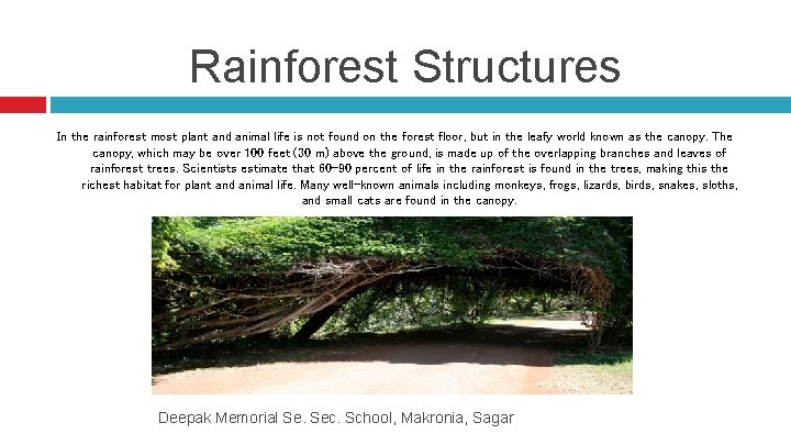 Rainforest Structures In the rainforest most plant and animal life is not found on