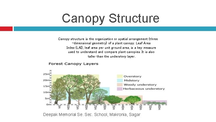 Canopy Structure Canopy structure is the organization or spatial arrangement (three -dimensional geometry) of