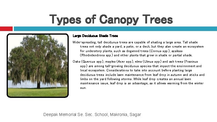 Types of Canopy Trees Large Deciduous Shade Trees Wide-spreading, tall deciduous trees are capable
