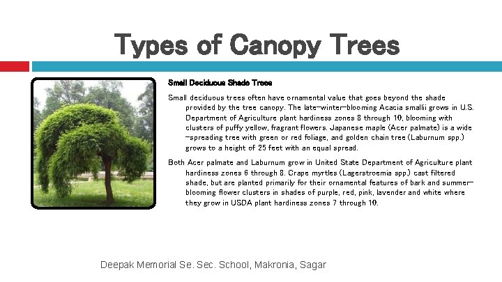 Types of Canopy Trees Small Deciduous Shade Trees Small deciduous trees often have ornamental