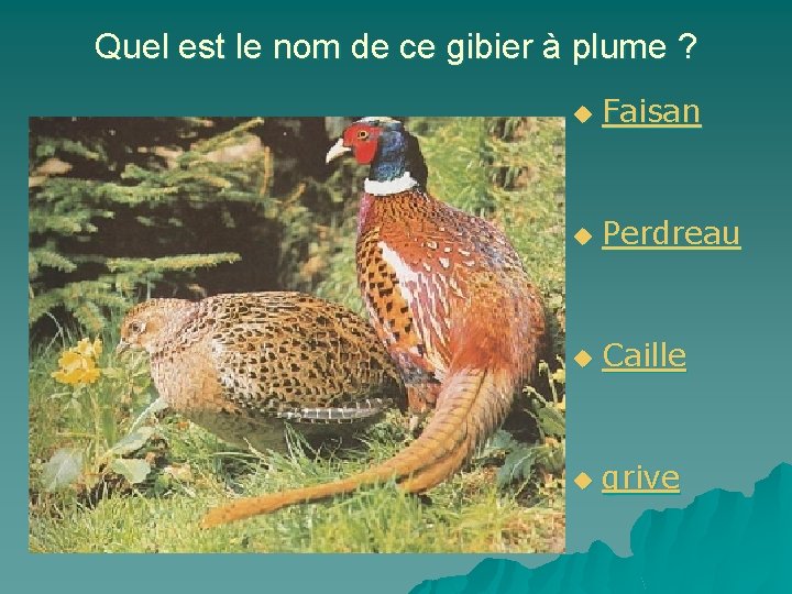 Quel est le nom de ce gibier à plume ? u Faisan u Perdreau