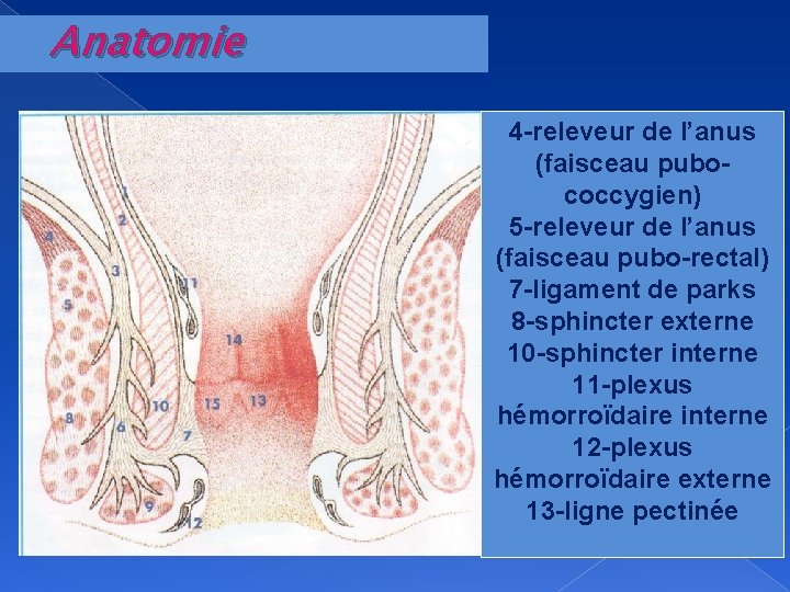 Anatomie 4 -releveur de l’anus (faisceau pubococcygien) 5 -releveur de l’anus (faisceau pubo-rectal) 7