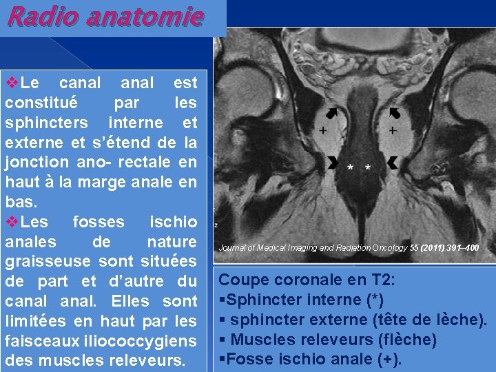 Radio anatomie v. Le canal est constitué par les sphincters interne et externe et