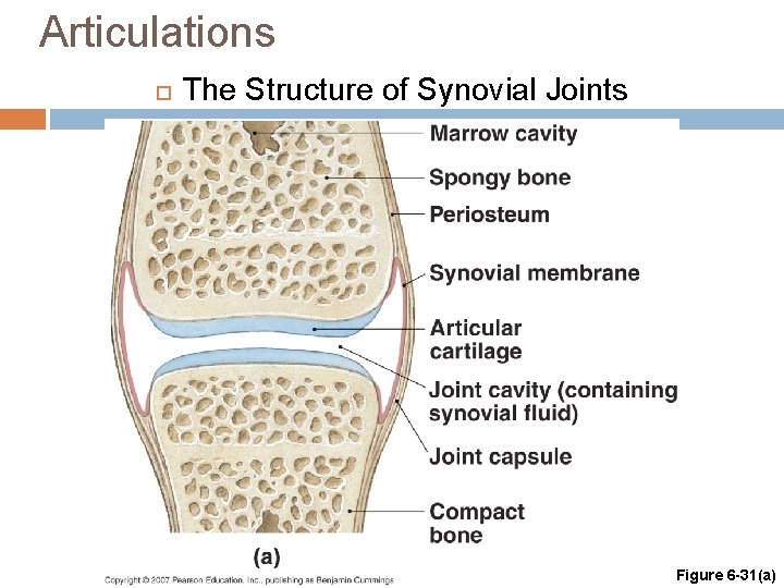 Articulations The Structure of Synovial Joints Figure 6 -31(a) 