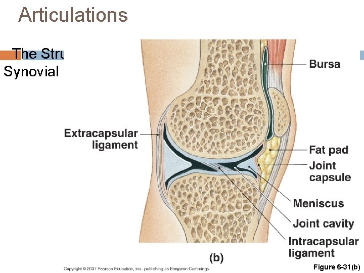 Articulations The Structure of Synovial Joints Figure 6 -31(b) 