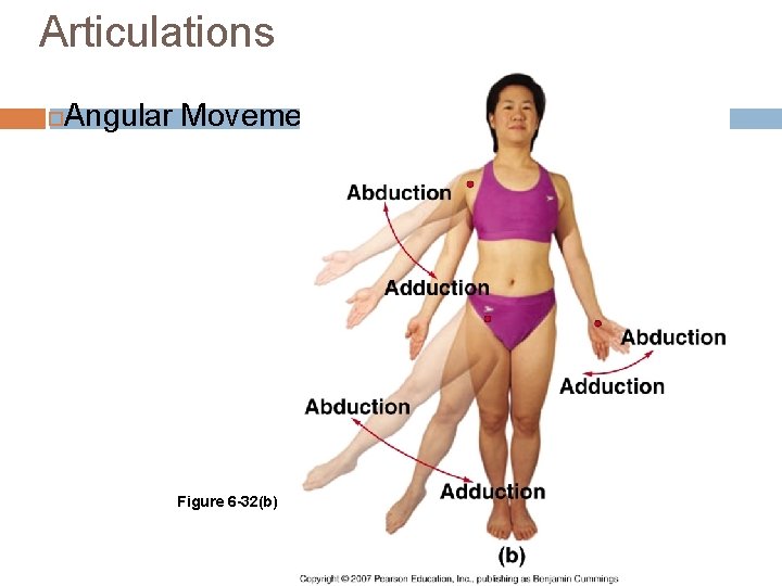 Articulations Angular Movements Figure 6 -32(b) 