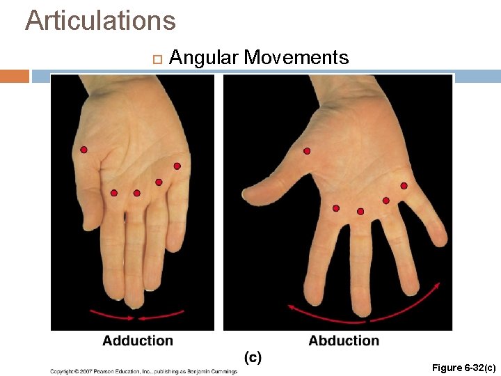 Articulations Angular Movements Figure 6 -32(c) 