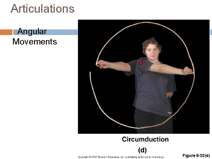 Articulations Angular Movements Figure 6 -32(d) 