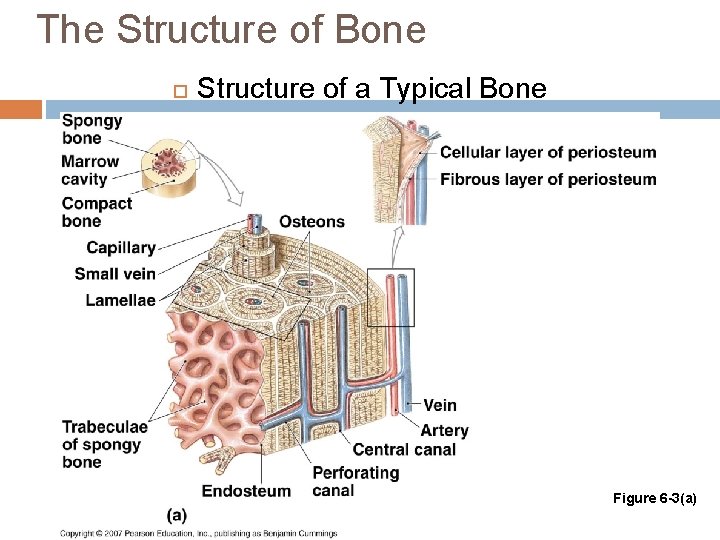 The Structure of Bone Structure of a Typical Bone Figure 6 -3(a) 