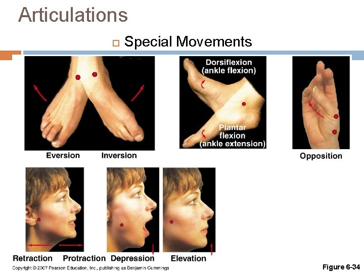 Articulations Special Movements Figure 6 -34 