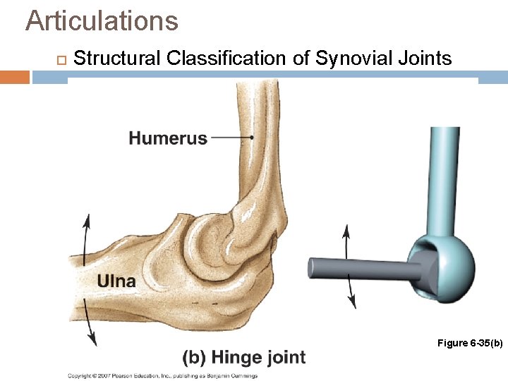 Articulations Structural Classification of Synovial Joints Figure 6 -35(b) 