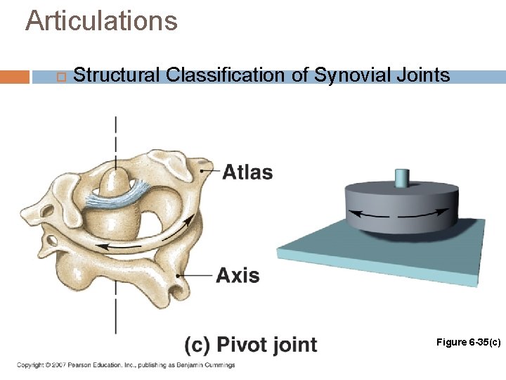 Articulations Structural Classification of Synovial Joints Figure 6 -35(c) 