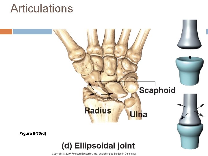 Articulations Figure 6 -35(d) 