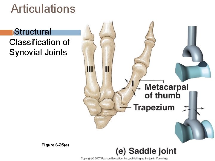 Articulations Structural Classification of Synovial Joints Figure 6 -35(e) 