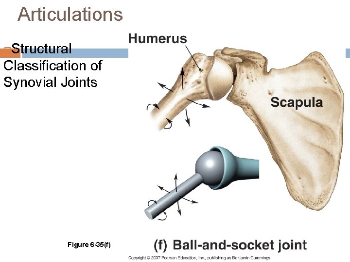 Articulations Structural Classification of Synovial Joints Figure 6 -35(f) 