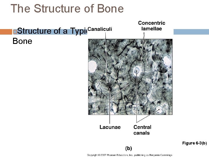 The Structure of Bone Structure of a Typical Bone Figure 6 -3(b) 