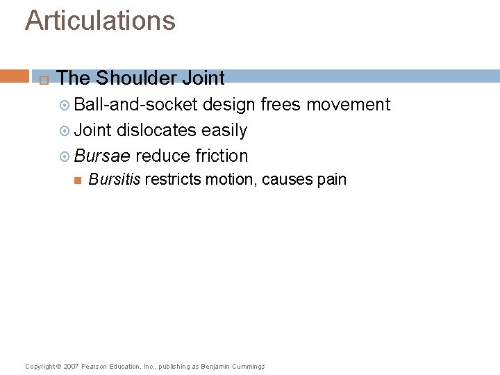 Articulations The Shoulder Joint Ball-and-socket design frees movement Joint dislocates easily Bursae reduce friction