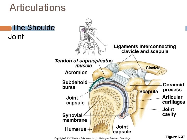 Articulations The Shoulder Joint Figure 6 -37 