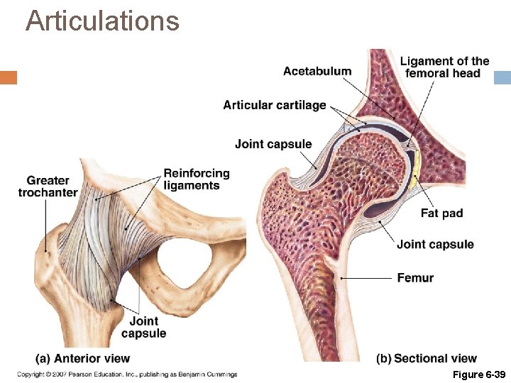 Articulations The Hip Joint Figure 6 -39 