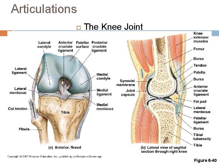 Articulations The Knee Joint Figure 6 -40 