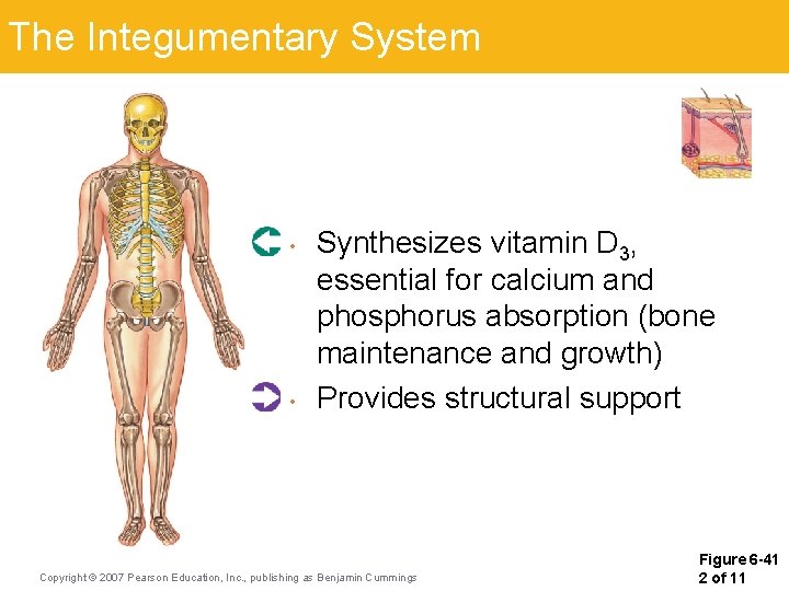 The Integumentary System • • Synthesizes vitamin D 3, essential for calcium and phosphorus