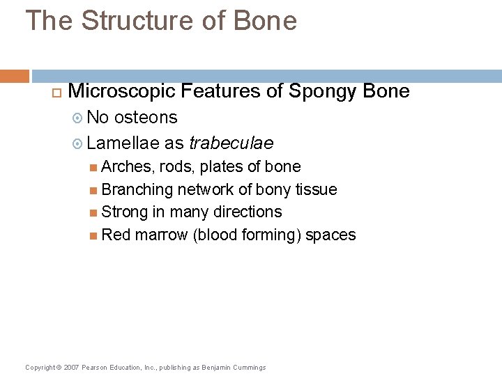 The Structure of Bone Microscopic Features of Spongy Bone No osteons Lamellae as trabeculae