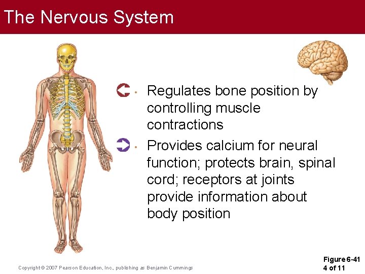 The Nervous System • • Regulates bone position by controlling muscle contractions Provides calcium