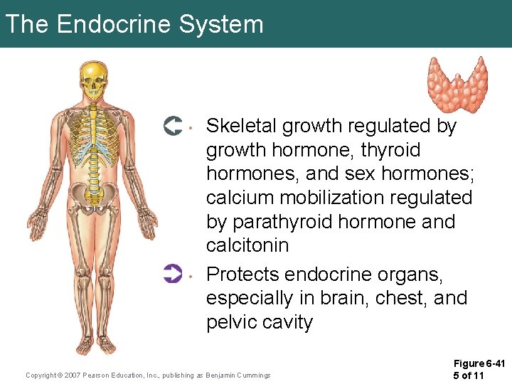 The Endocrine System • • Skeletal growth regulated by growth hormone, thyroid hormones, and