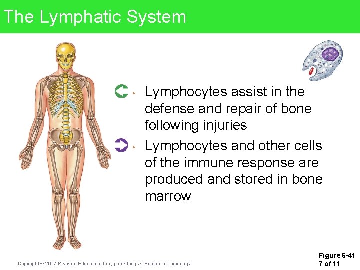 The Lymphatic System • • Lymphocytes assist in the defense and repair of bone