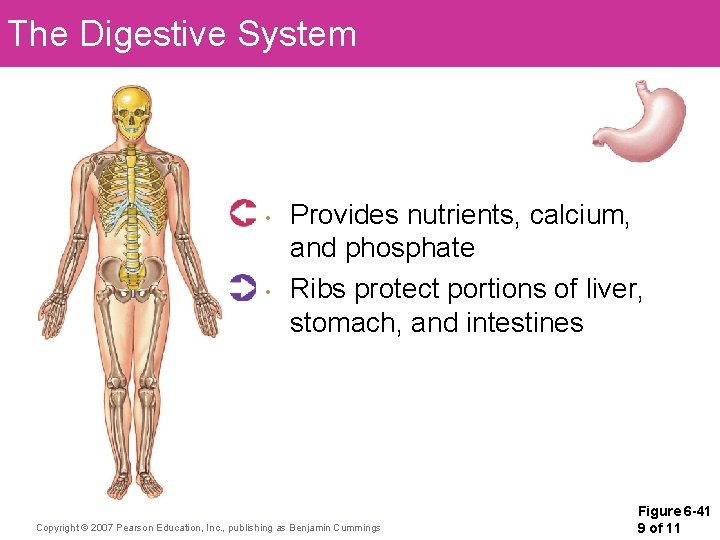 The Digestive System • • Provides nutrients, calcium, and phosphate Ribs protect portions of