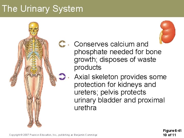 The Urinary System • • Conserves calcium and phosphate needed for bone growth; disposes