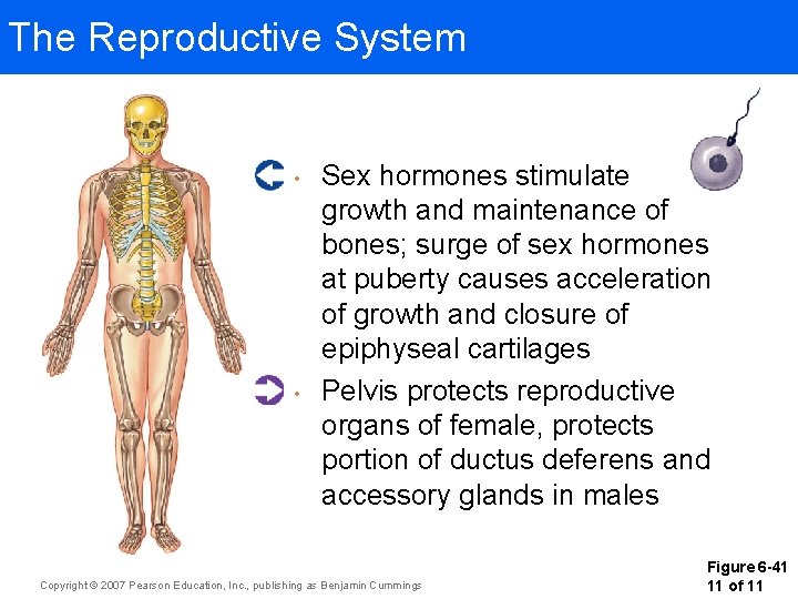 The Reproductive System • • Sex hormones stimulate growth and maintenance of bones; surge