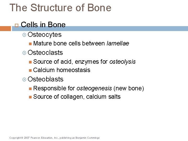 The Structure of Bone Cells in Bone Osteocytes Mature bone cells between lamellae Osteoclasts