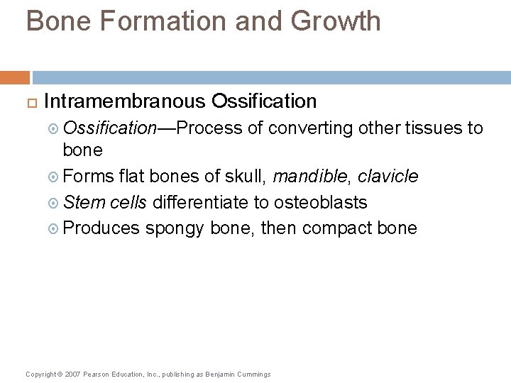 Bone Formation and Growth Intramembranous Ossification—Process of converting other tissues to bone Forms flat