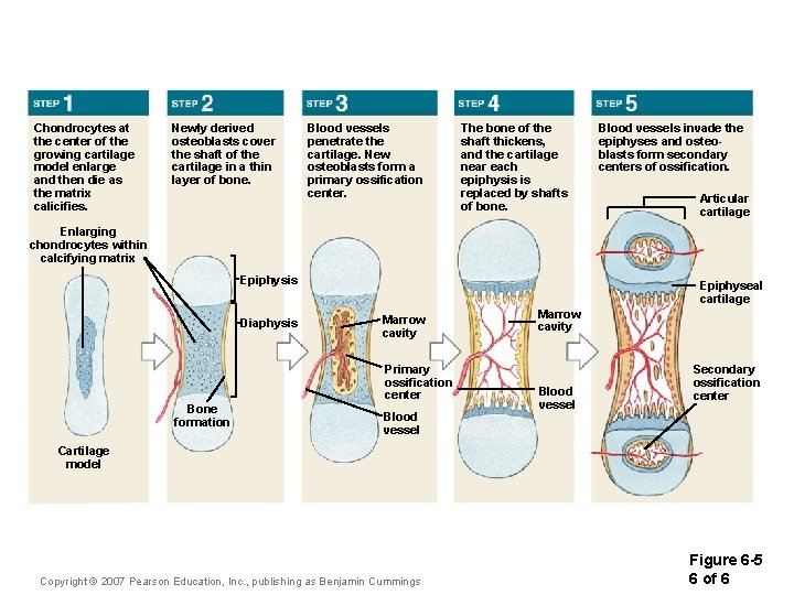 Chondrocytes at the center of the growing cartilage model enlarge and then die as