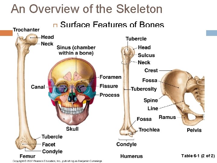 An Overview of the Skeleton Surface Features of Bones Table 6 -1 (2 of