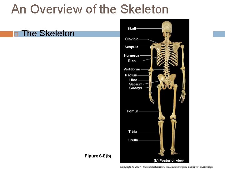 An Overview of the Skeleton The Skeleton Figure 6 -8(b) 