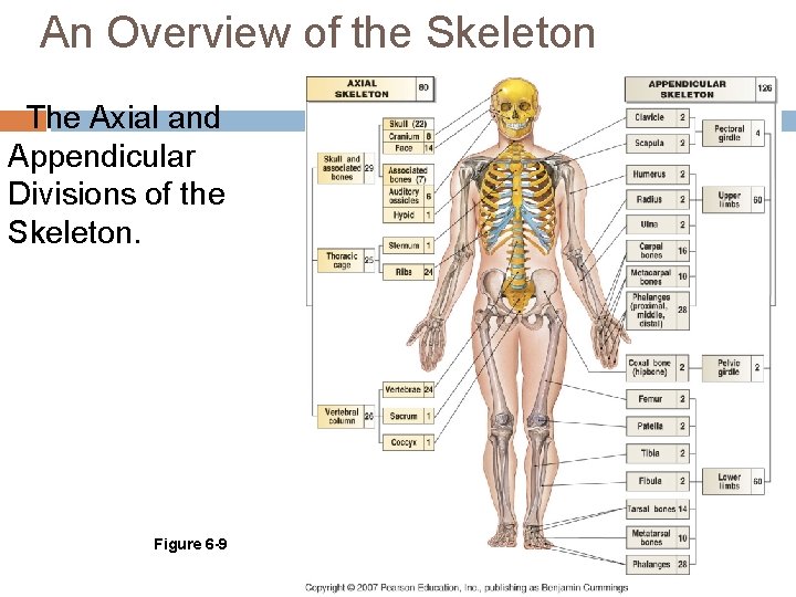 An Overview of the Skeleton The Axial and Appendicular Divisions of the Skeleton. Figure