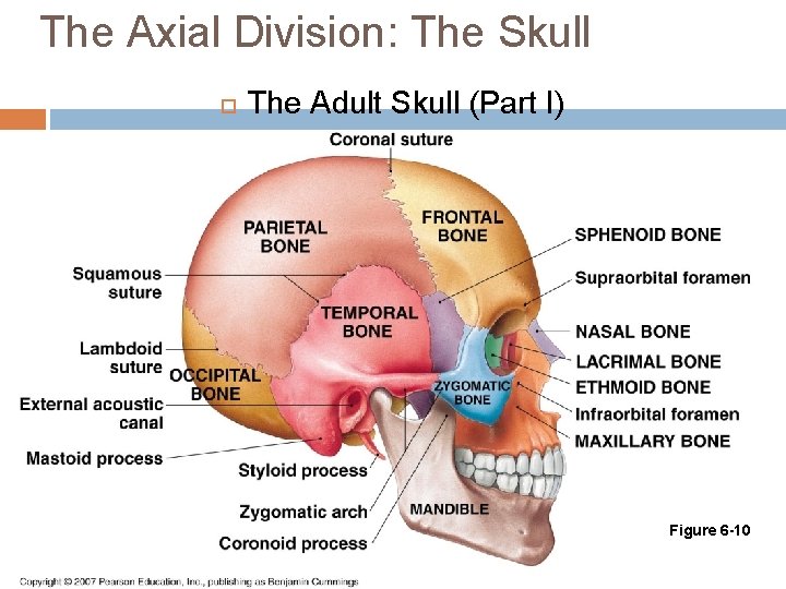 The Axial Division: The Skull The Adult Skull (Part I) Figure 6 -10 