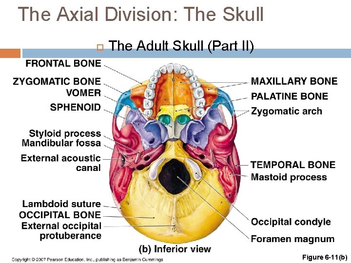 The Axial Division: The Skull The Adult Skull (Part II) Figure 6 -11(b) 