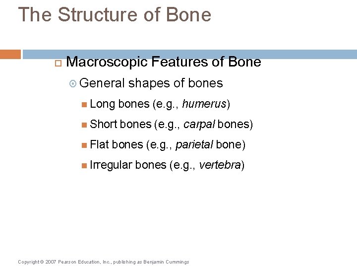 The Structure of Bone Macroscopic Features of Bone General shapes of bones Long bones