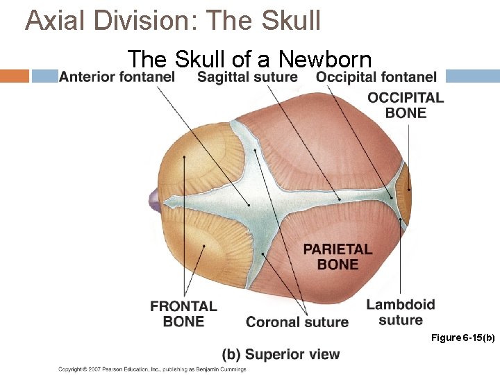 Axial Division: The Skull of a Newborn Figure 6 -15(b) 