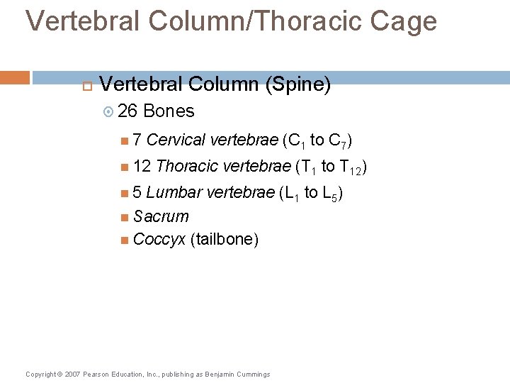 Vertebral Column/Thoracic Cage Vertebral Column (Spine) 26 7 Bones Cervical vertebrae (C 1 to